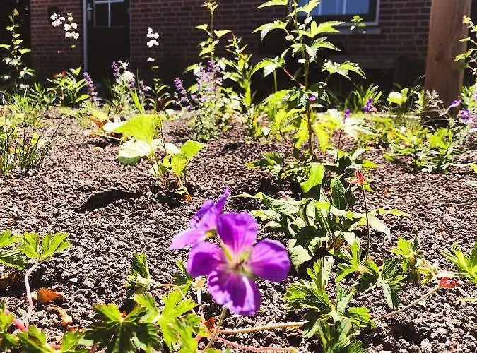 Flierzicht Tatil Evi Lievelde